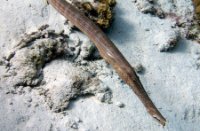 Bonaire National Marine Park, Bonaire National Marine Park