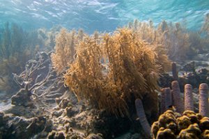 Bonaire National Marine Park