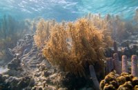 Bonaire National Marine Park, Bonaire National Marine Park