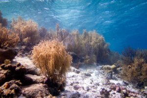 Bonaire National Marine Park