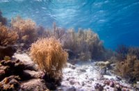 Bonaire National Marine Park, Bonaire National Marine Park