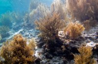 Bonaire National Marine Park, Bonaire National Marine Park