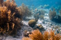 Bonaire National Marine Park, Bonaire National Marine Park