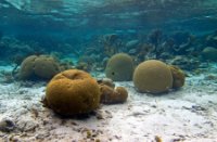 Bonaire National Marine Park, Bonaire National Marine Park