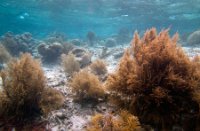 Bonaire National Marine Park, Bonaire National Marine Park