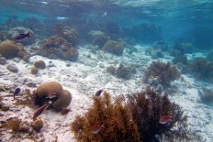 Bonaire National Marine Park