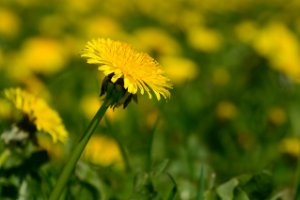 De paardenbloem - Taraxacum officinale