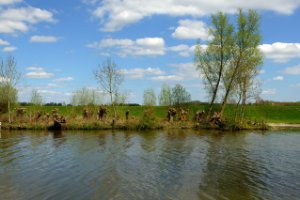 De Linge is een rivier die in de Betuwe