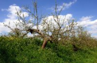 Appeldijk aan de Linge, Landgoed Mariënwaerdt