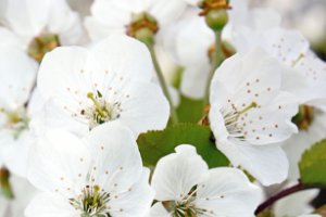 Bloesem van kersen bomen