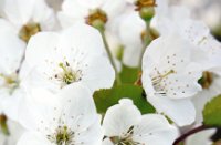 Bloesem van kersen bomen, Landgoed Mariënwaerdt