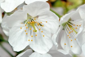 Bloesem aan de kersen bomen