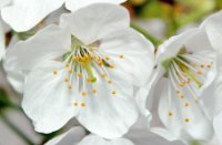 Bloesem aan de kersen bomen, Landgoed Mariënwaerdt