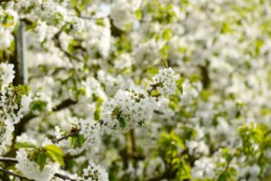 Bloesem aan de kersen bomen