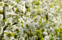 Bloesem aan de kersen bomen