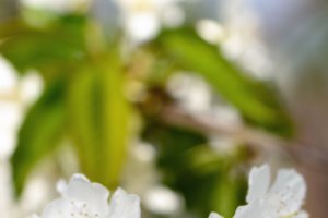 Bloesem aan de kersen bomen