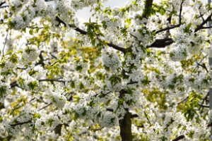 Bloesem aan de kersen bomen