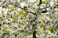 Bloesem aan de kersen bomen