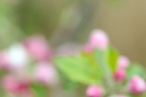 Bloesem aan de appelbomen op Appeldijk aan de Linge