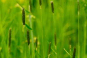 Natuur wordt sneller overal groen