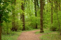 Bos in het Landgoed Mariënwaerdt