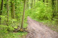 Bos van het Landgoed Mariënwaerdt