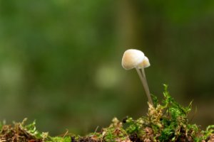 Bleekgele Mycena