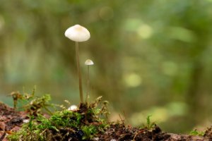 Bleekgele Mycena