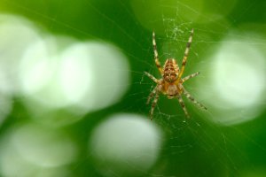 Kruisspin (Araneus diadematus)