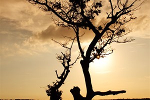 Woestijn gevoel in de Drunense duinen