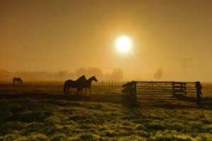 Schuwacht, Lekkerkerk, In the morning