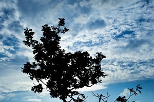 Fotogenieke bomen in de Drunense Duinen