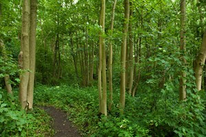 Laarzenpad in het natuurgebied Wassergeest