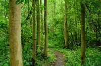 Slingerende wandelroute in het natuutgebied Wassergeest