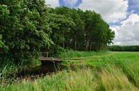 Uitzicht van de weilanden op het houthakbos in Wassergeest