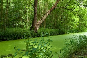 Laarzenpad loopt langs de oevers van de watergangen in het natuurgebied Wassergeest