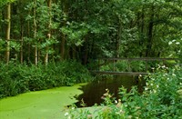 Kleine houten bruggetjes over watergangen