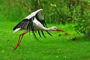 Ooievaar in Natuurpark Lelystad