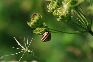 Gewone Tuinslak in het natuurgebied Middenduin