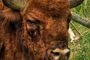 Wisent in Middenduin