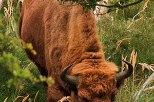 Wisent in Middenduin