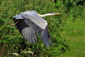 Reiger in Middenduin