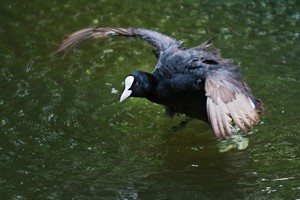 Meerkoet in Middenduin