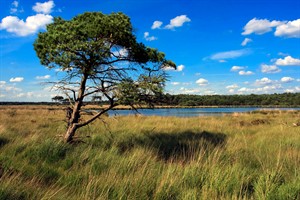 Kalmthoutse Heide