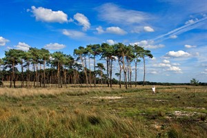 Kalmthoutse Heide