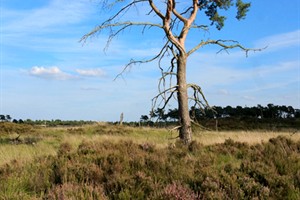 Kalmthoutse Heide