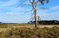 Kalmthoutse Heide