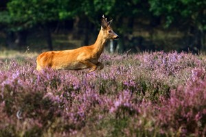 Bussummerheide