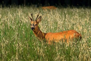 Bussummerheide