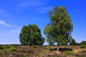 Bussummerheide